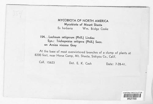 Trichopezizella setigera image